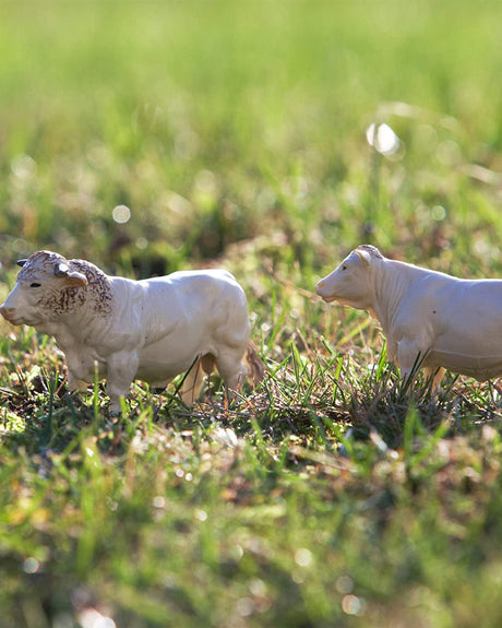 Britains Lot of Charolais Cows